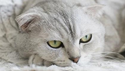 巴萨枪手二签，穆帅首签，克雷斯赴英超，米兰热刺新动态