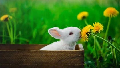 皇马晋级世俱杯4强，有人欢喜有人忧，罗德里戈转会是唯一出路